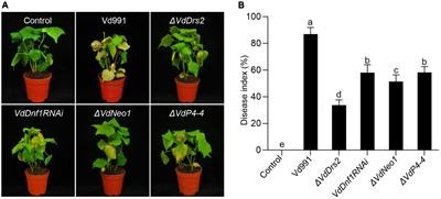 Loss of function of VdDrs2, a P4-ATPase, impairs the toxin secretion and microsclerotia formation, and decreases the pathogenicity of Verticillium dahliae